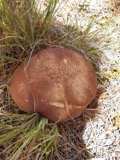 A photograph of the species Boletus griseus, not of this specimen