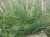 A photograph of the species Euphorbia cyparissias, not of this specimen