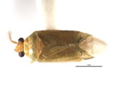A photograph of the species Orthotylus ramus, not of this specimen