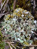 A photograph of the species Cladonia symphycarpa, not of this specimen