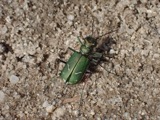 A photograph of the species Cicindela purpurea, not of this specimen