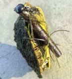 A photograph of the species Graptemys geographica, not of this specimen