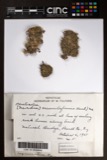 A photograph of the species Nardia crenuliformis, not of this specimen