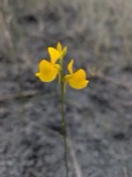 A photograph of the species Utricularia cornuta, not of this specimen
