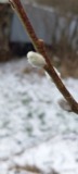 A photograph of the species Salix L., not of this specimen