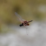 A photograph of the species Tramea carolina, not of this specimen
