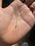 A photograph of the species Rhynchospora macrostachya, not of this specimen