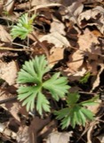 A photograph of the species Delphinium tricorne, not of this specimen
