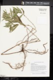 A photograph of the species Aster firmus, not of this specimen