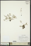 A photograph of the species Asplenium cryptolepis, not of this specimen