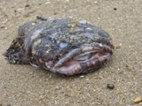 A photograph of the species Opsanus tau, not of this specimen
