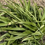 A photograph of the species Melanthium virginicum, not of this specimen