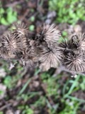 A photograph of the species Arctium minus, not of this specimen