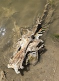 A photograph of the species Pylodictis olivaris, not of this specimen