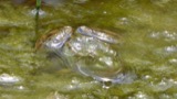 A photograph of the species Rana clamitans, not of this specimen