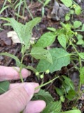 A photograph of the species Solanum emulans, not of this specimen