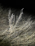 A photograph of the species Lepidium campestre, not of this specimen