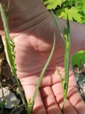A photograph of the species Carex laxiflora, not of this specimen