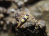 A photograph of the species Erythroneura tricincta, not of this specimen