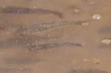 A photograph of the species Fundulus heteroclitus, not of this specimen