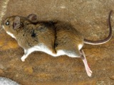 A photograph of the species Peromyscus maniculatus, not of this specimen