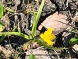 A photograph of the species Hypoxis hirsuta, not of this specimen