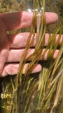 A photograph of the species Potamogeton epihydrus, not of this specimen
