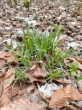 A photograph of the species Carex hirtifolia, not of this specimen