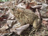 A photograph of the species Bufo americanus, not of this specimen