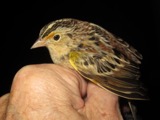 A photograph of the species Ammodramus savannarum, not of this specimen