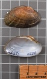 A photograph of the species Alasmidonta viridis, not of this specimen