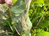 A photograph of the species Archips cerasivorana, not of this specimen