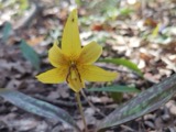 A photograph of the species Erythronium americanum, not of this specimen