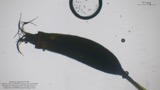 A photograph of the species Tortella humilis, not of this specimen