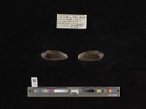 A photograph of the species Hemistena lata, not of this specimen