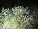 A photograph of the species Eragrostis reptans, not of this specimen