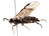 A photograph of the species Empria maculata, not of this specimen