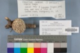 A photograph of the species Cronartium cerebrum, not of this specimen