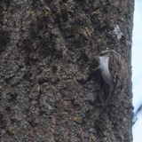 A photograph of the species Certhia familiaris, not of this specimen