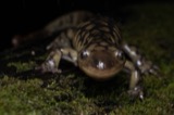 A photograph of the species Ambystoma tigrinum, not of this specimen