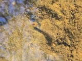 A photograph of the species Etheostoma olmstedi, not of this specimen