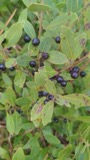 A photograph of the species Ilex glabra, not of this specimen