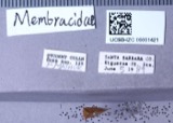 A photograph of the species Ceresa bubalus, not of this specimen