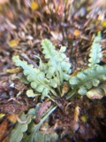 A photograph of the species Asplenium pinnatifidum, not of this specimen