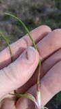 A photograph of the species Ptilimnium capillaceum, not of this specimen