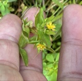 A photograph of the species Hypericum mutilum, not of this specimen
