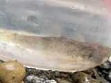 A photograph of the species Catostomus commersonii, not of this specimen
