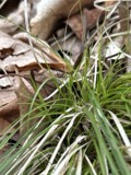 A photograph of the species Carex pensylvanica, not of this specimen