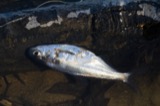 A photograph of the species Dorosoma cepedianum, not of this specimen