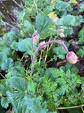 A photograph of the species Geum rivale, not of this specimen